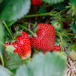 strawberries, strawberry patch, strawberry garden, fruit picking, harvest, strawberry plant, strawberries, strawberries, strawberry plant, strawberry plant, strawberry plant, strawberry plant, strawberry plant